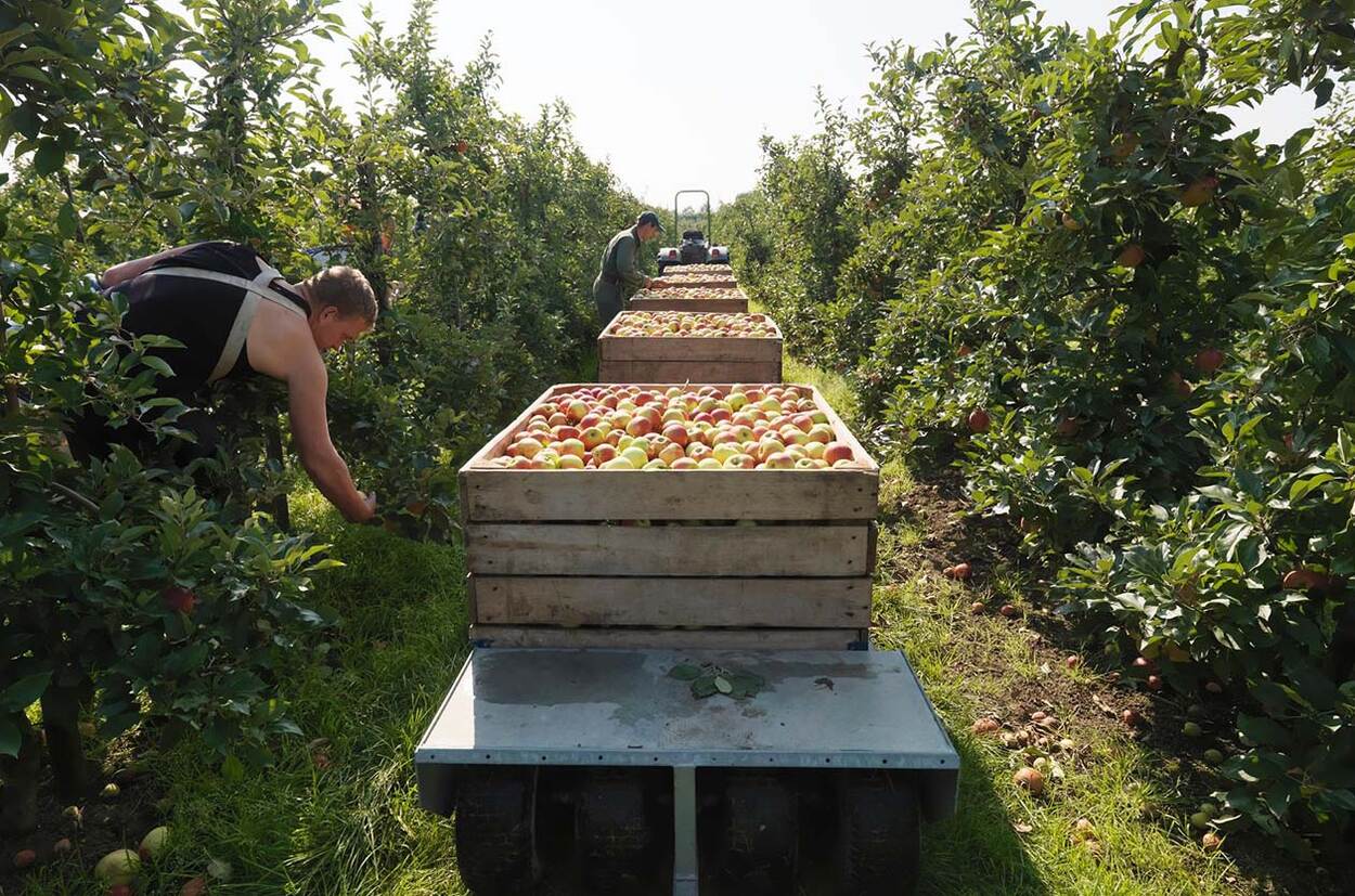 appels plukken