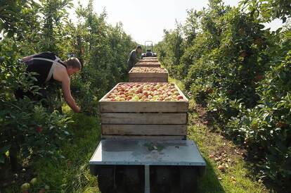appels plukken